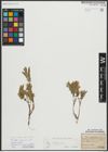 Foto von Salix repens subsp. incubacea (L.) A. Neumann